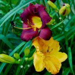 day lily
